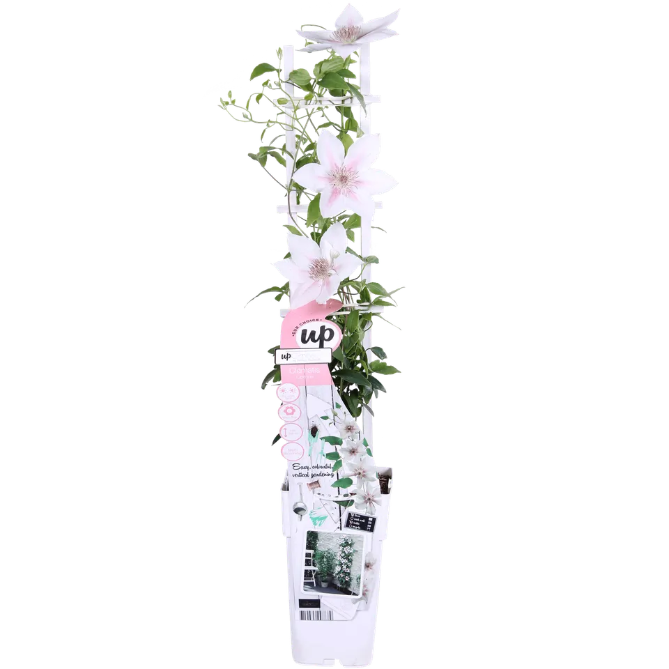 green-guardia-unsere-pflanzen-clematis-corinne-kletterpflanze-wei-65-cm image 1