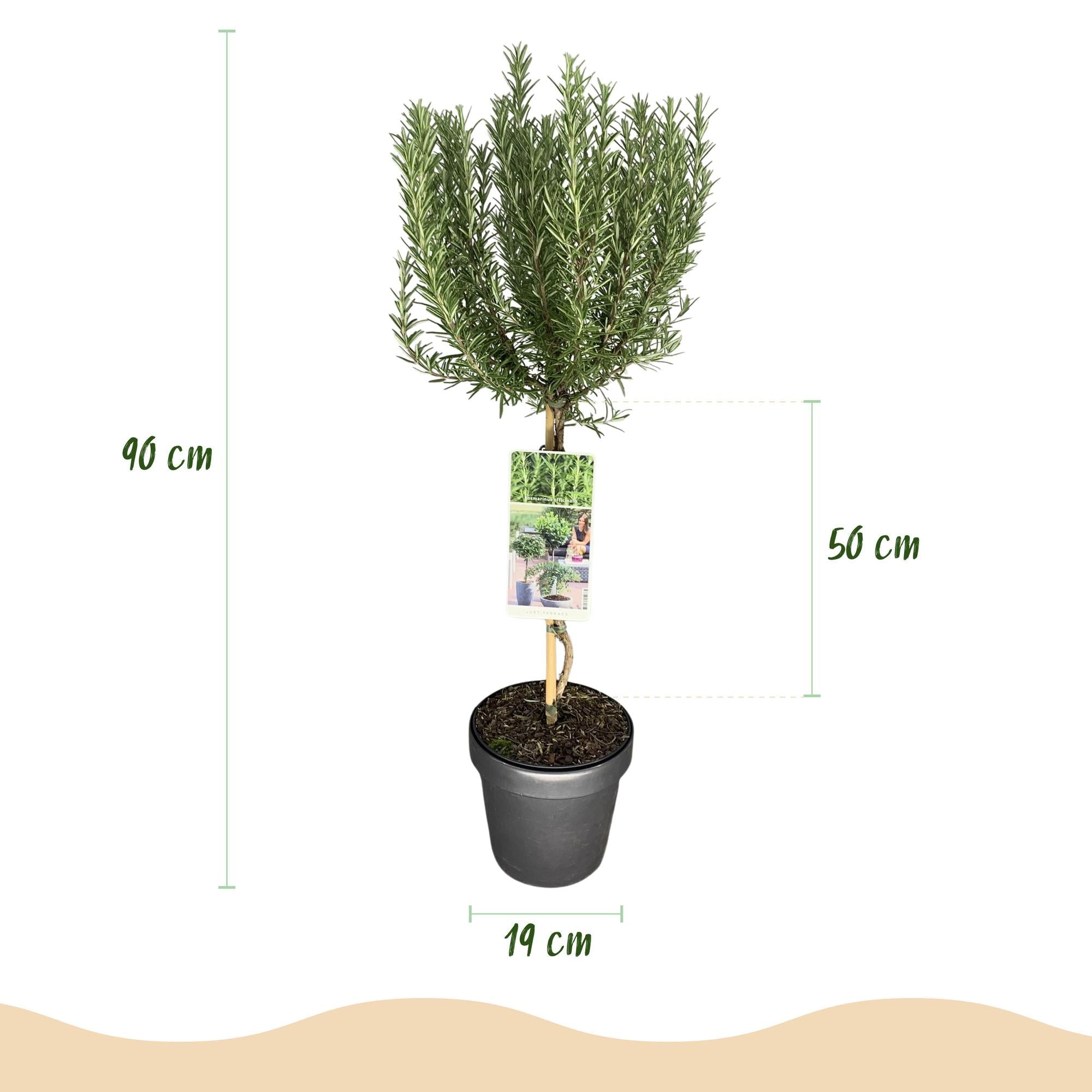 green-guardia-unsere-pflanzen-rosmarin-stamm-19-cm-topf-90-cm image 2