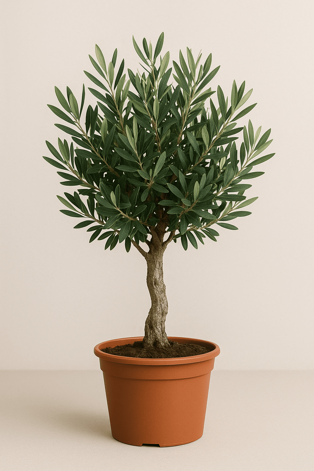 green-guardia-olea-olivenbaum-60cm-15cm-topf-mediterran image 1