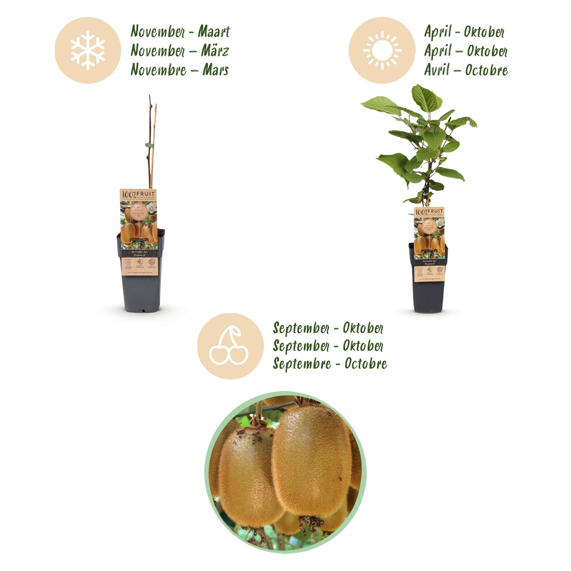 green-guardia-unsere-pflanzen-kiwi-weiki-hayward-obstpflanze-1-1-fruchttragend image 3