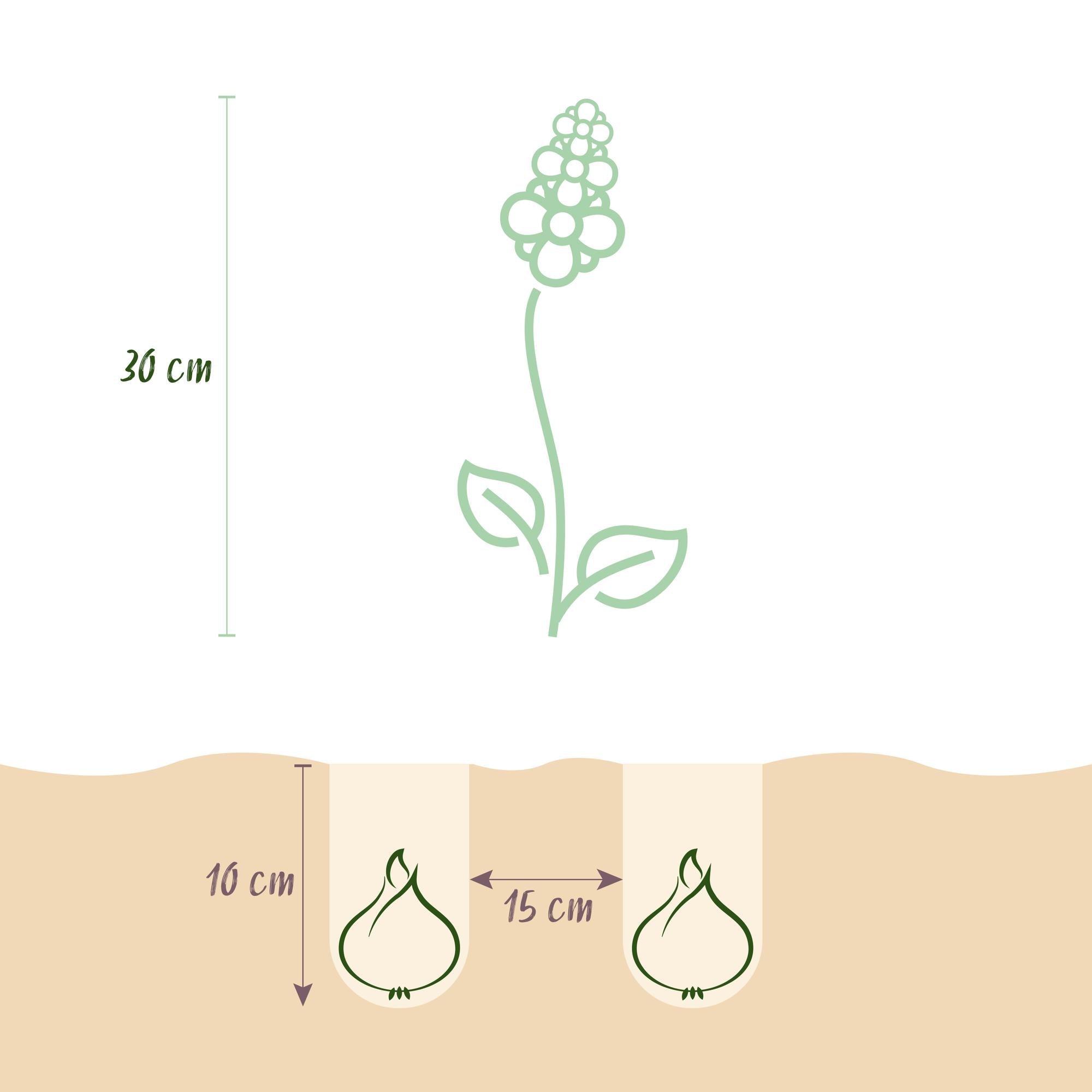 green-guardia-muscari-white-magic-blumenzwiebeln-wei-50-st-ck image 2