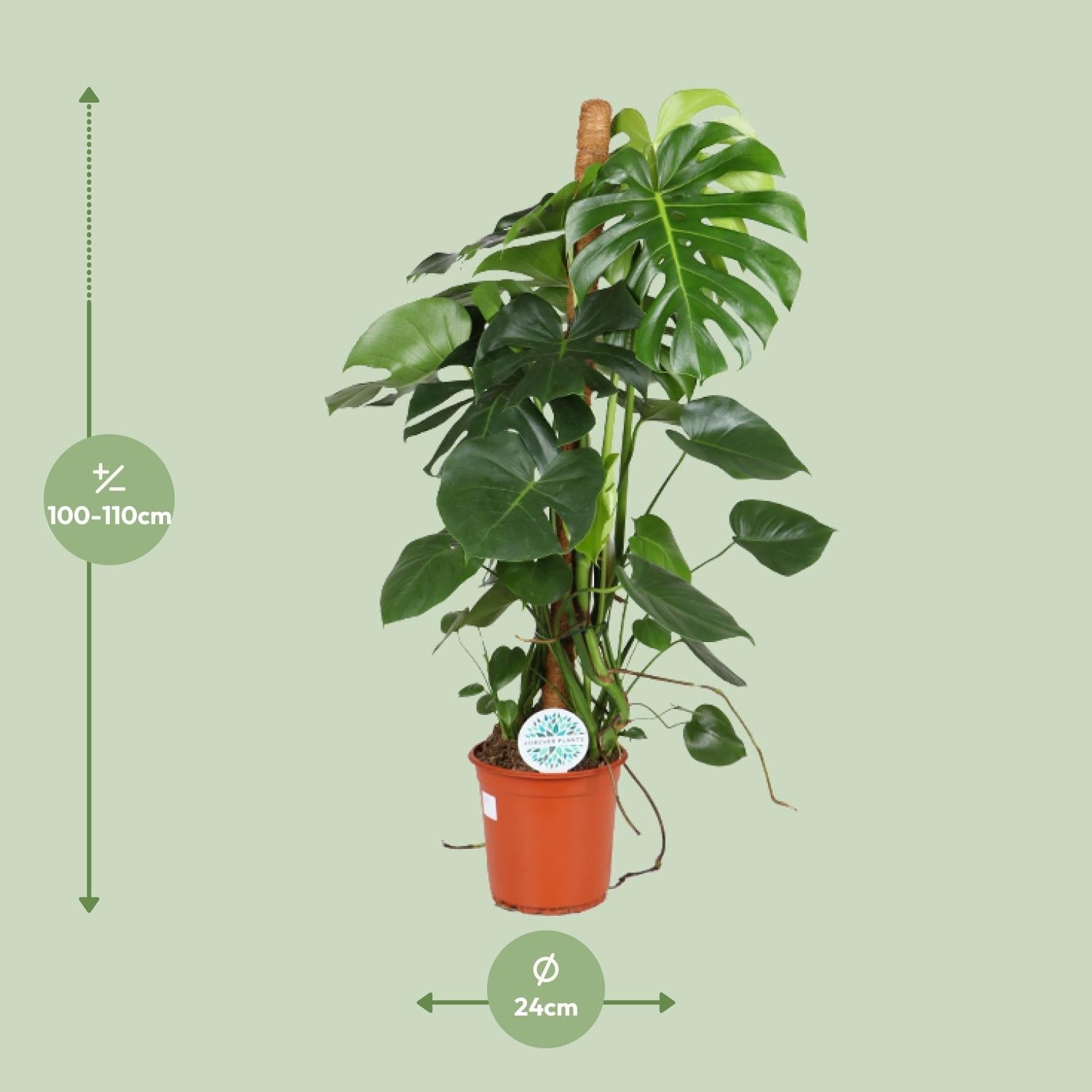 green-guardia-monstera-deliciosa-fensterblatt-60-105-cm image 6