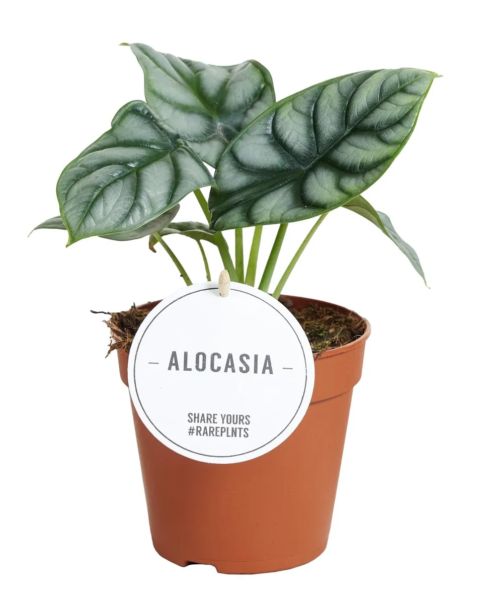 green-guardia-unsere-pflanzen-alocasia-silver-dragon-12-cm image 1
