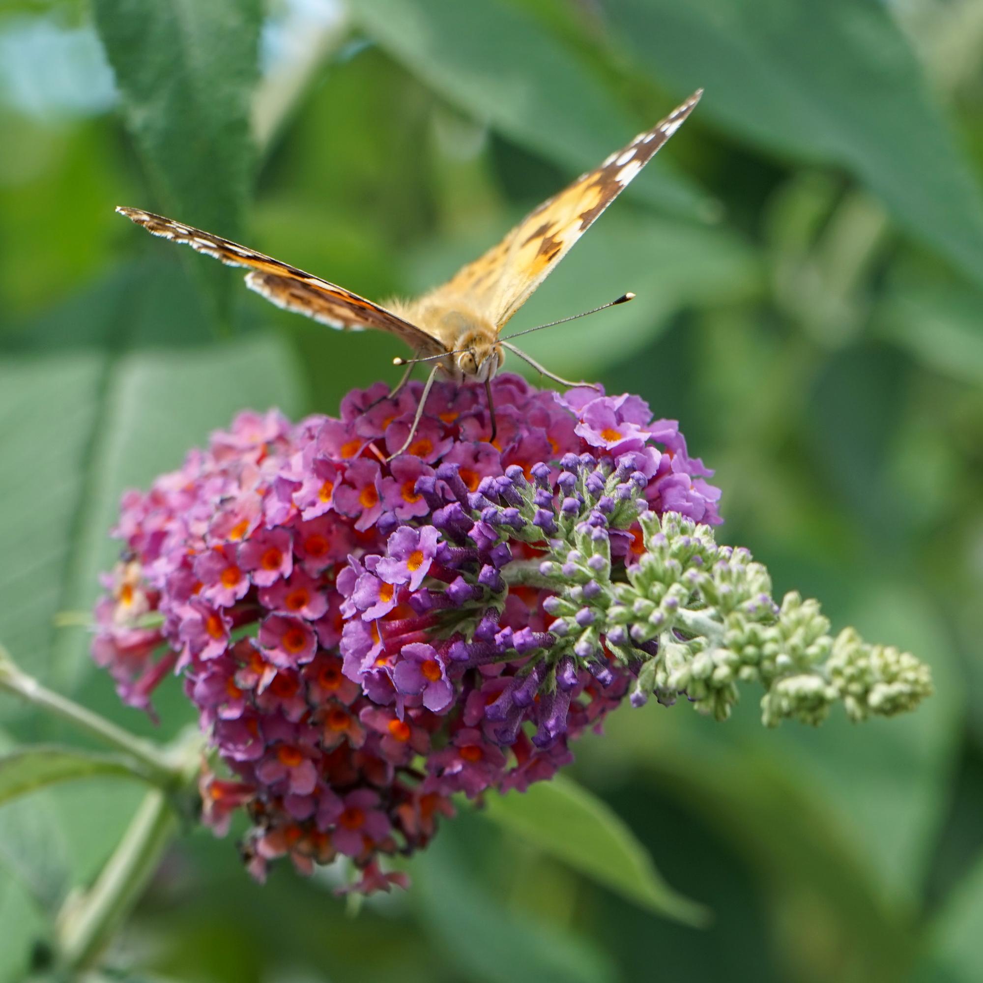 green-guardia-buddleja-flower-power-schmetterlingsstrauch-17cm image 4