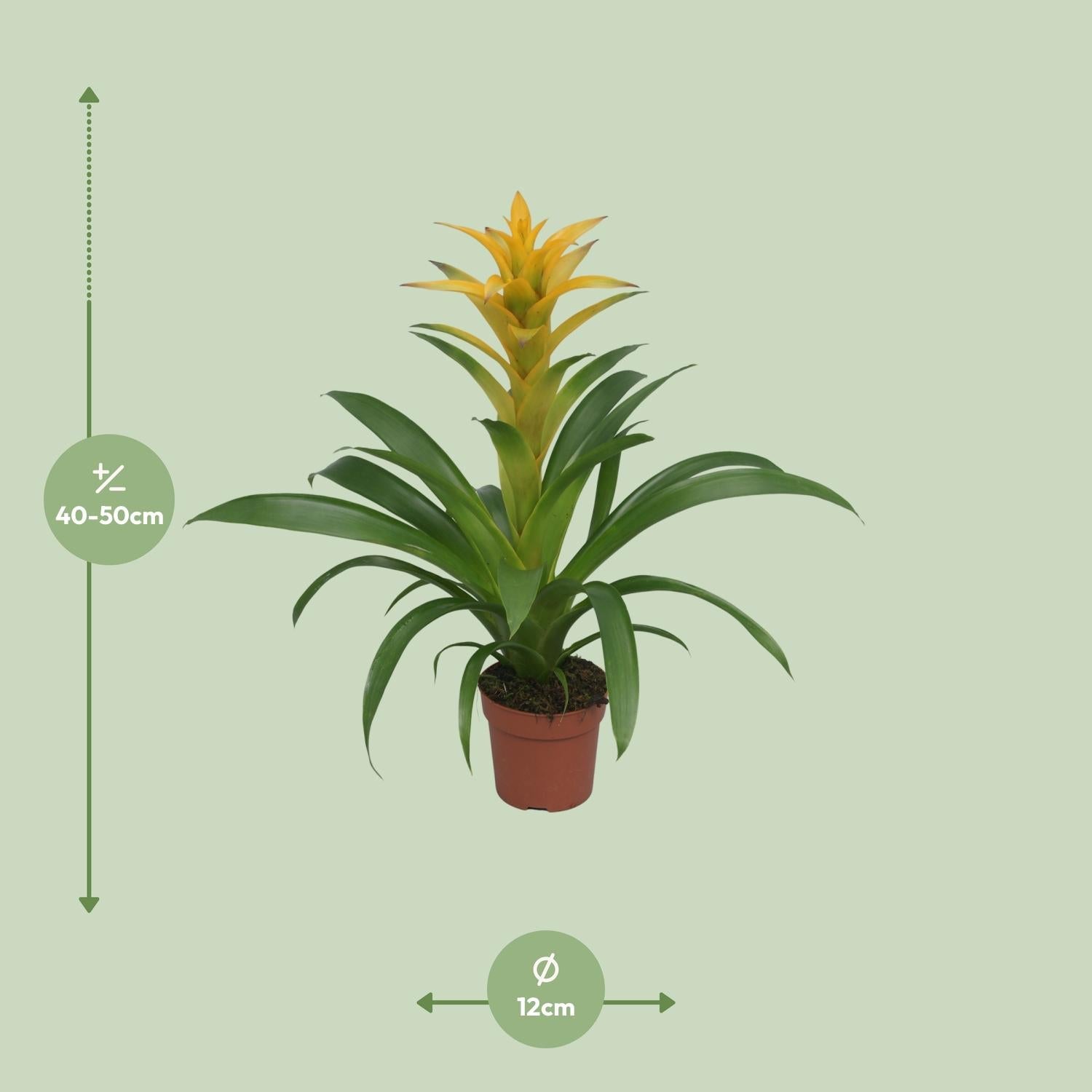 green-guardia-guzmania-bromelie-zimmerpflanze-12cm-topf-crown image 8