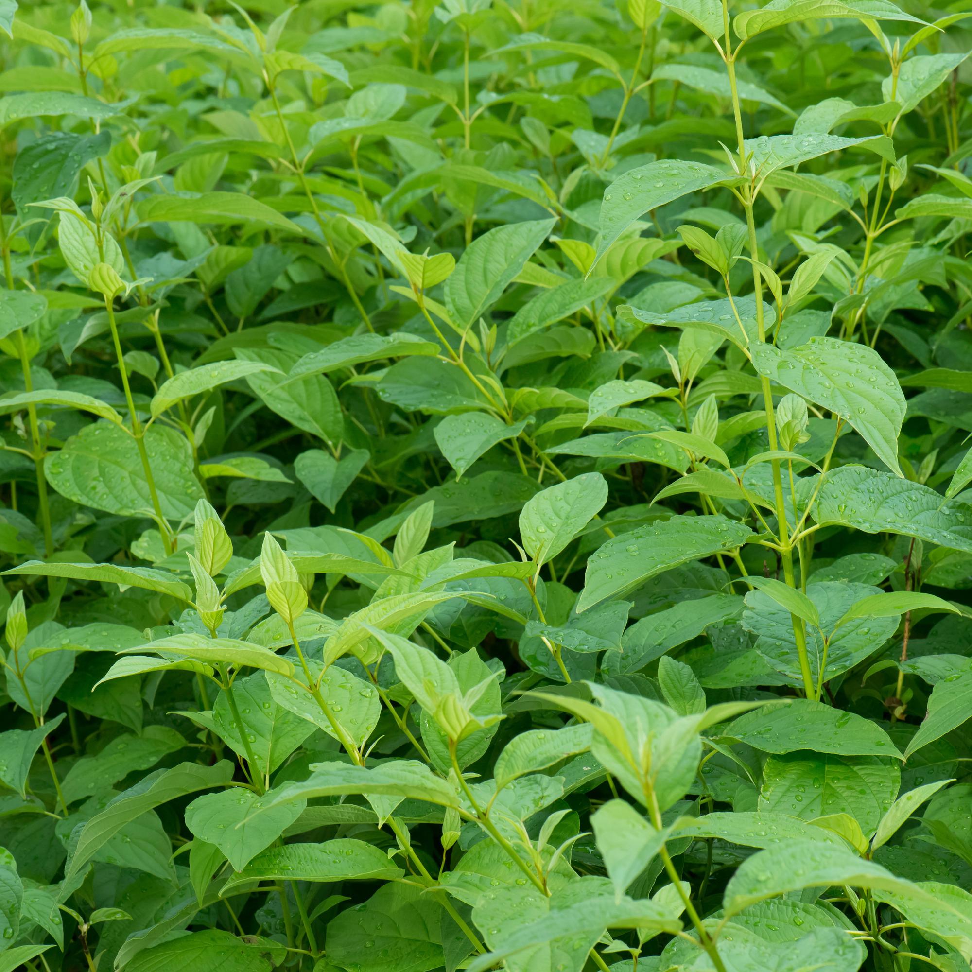 green-guardia-flaviramea-hartriegel-strauch-17-cm-topf image 3