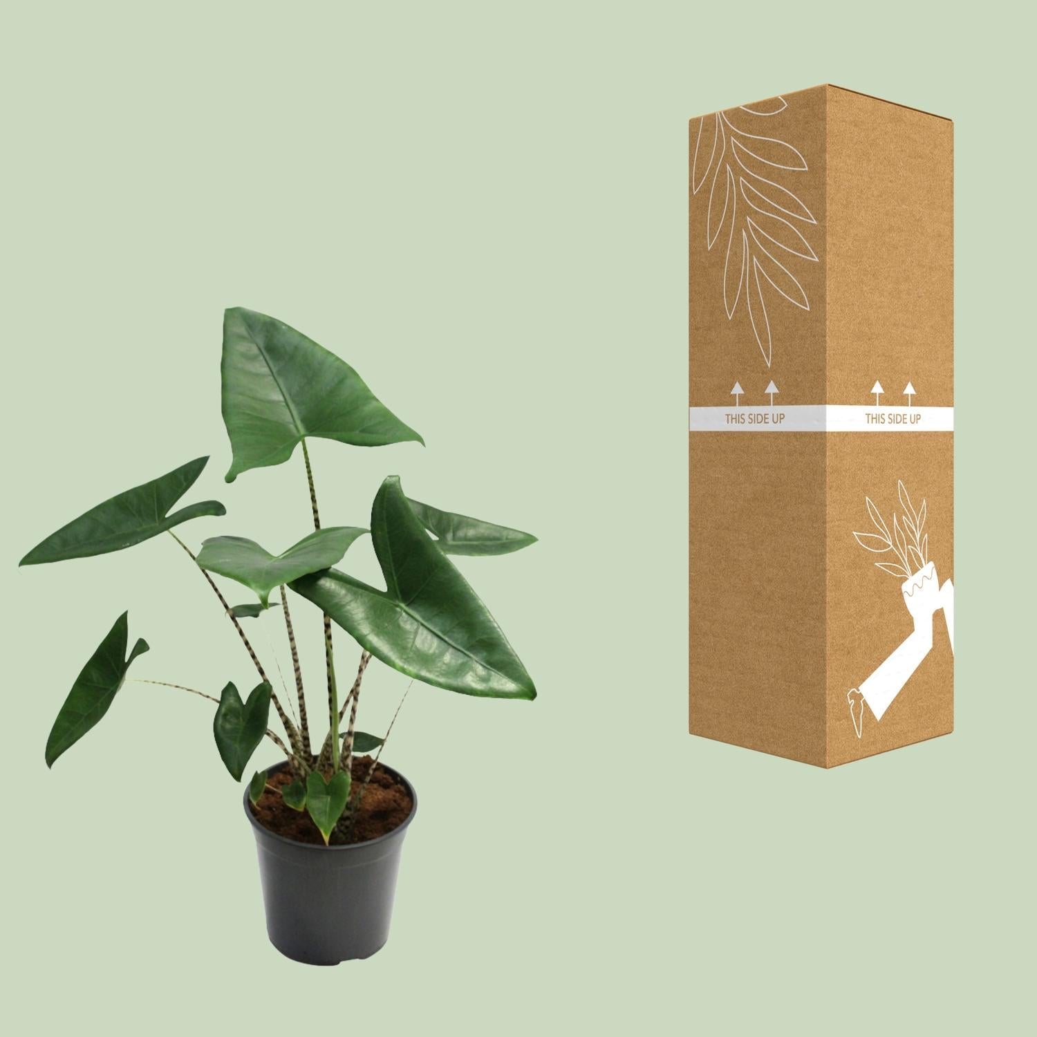 green-guardia-zebrina-alocasia-pfeilblatt-75-80-cm-topf image 3