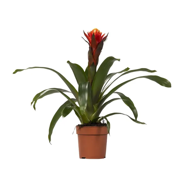green-guardia-guzmania-bromelie-zimmerpflanze-12cm-topf-crown image 1