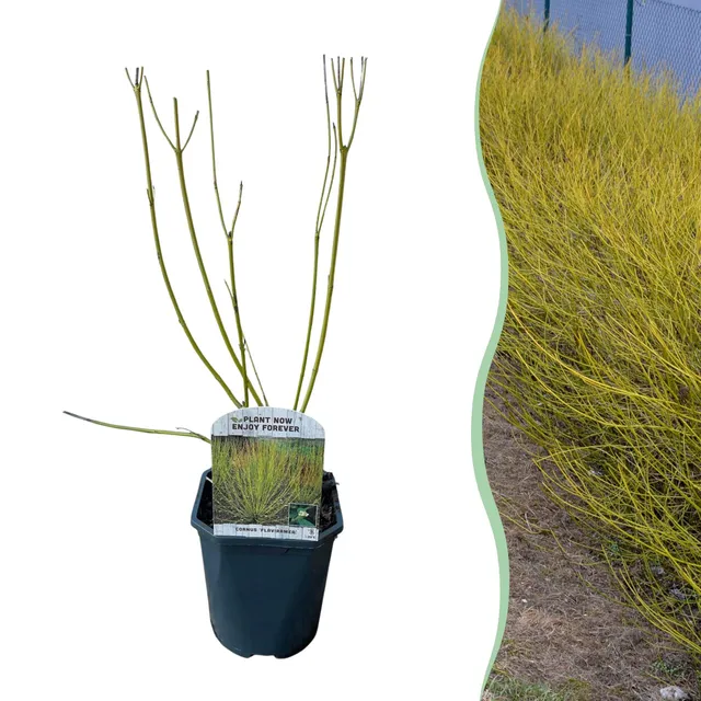 green-guardia-flaviramea-hartriegel-strauch-17-cm-topf image 1
