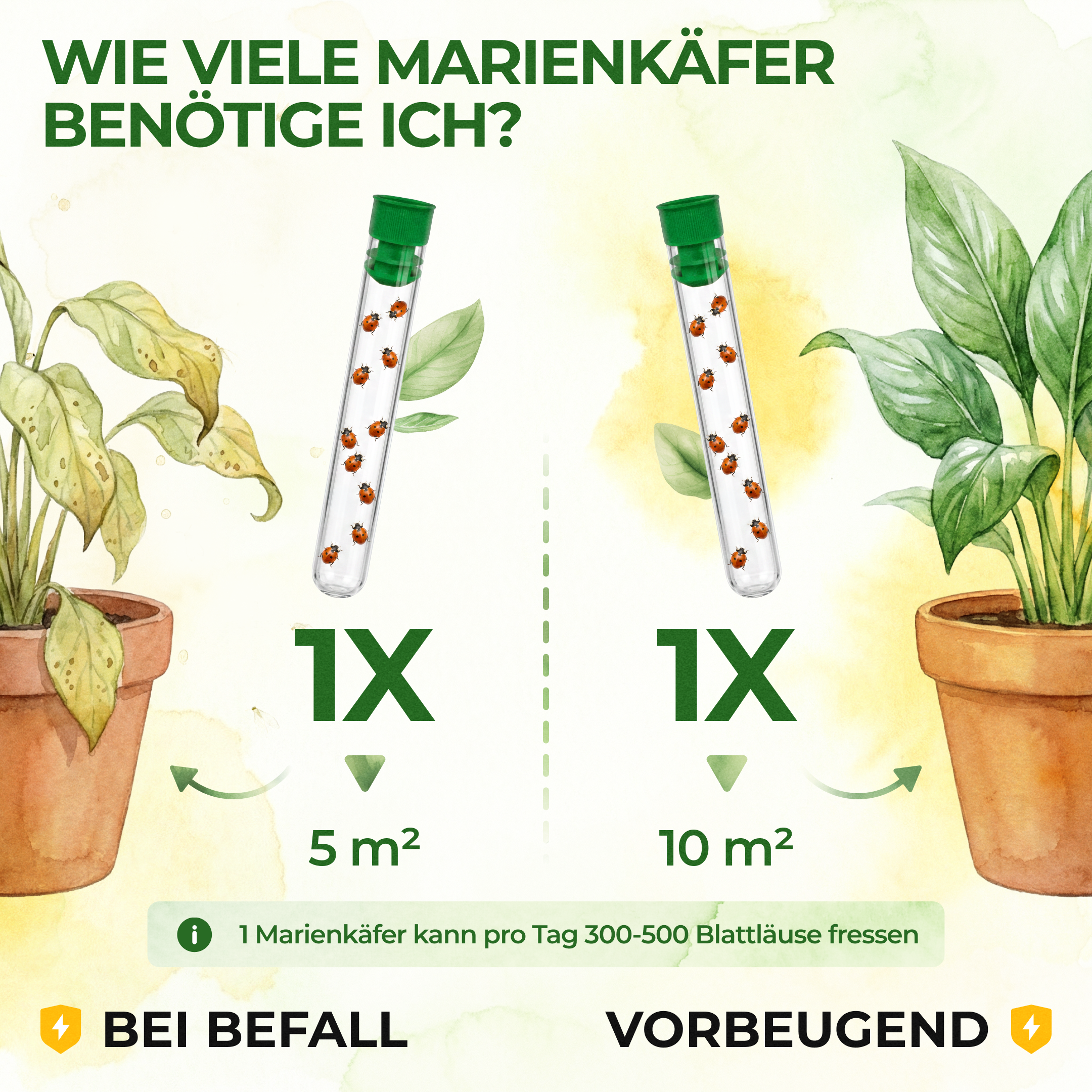 green-guardia-cryptolaemus-australischer-marienk-fer-n-tzlinge-10-st-ck-f-r-5m image 3