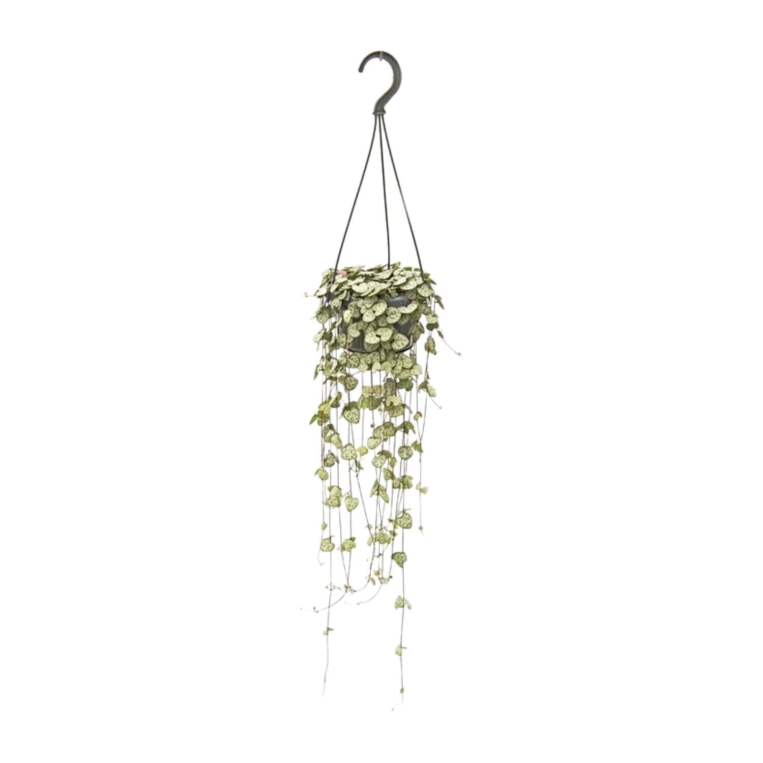 green-guardia-unsere-pflanzen-ceropegia-woodii-leuchterblume-14cm-topf image 1