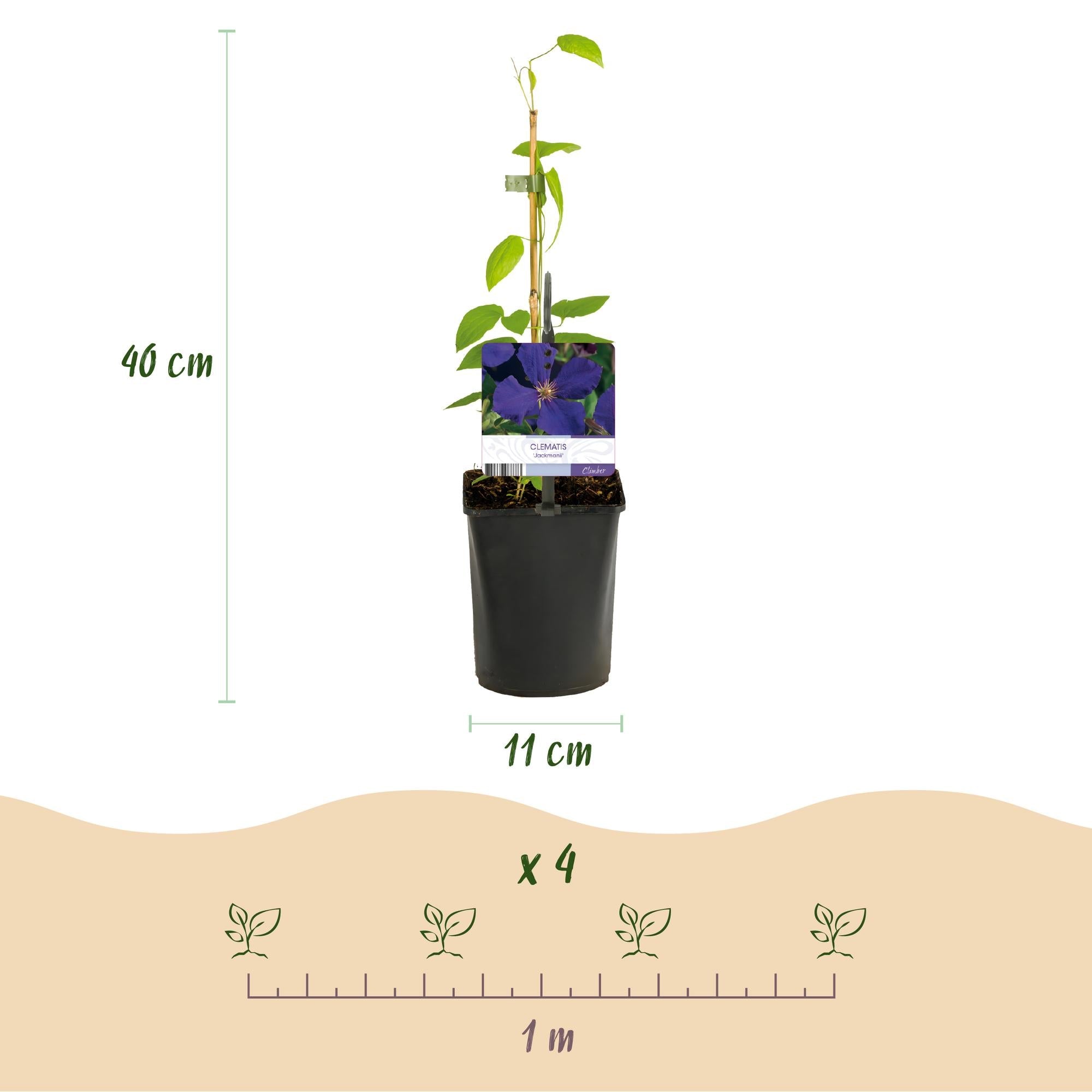 green-guardia-clematis-tricolour-kletterpflanze-3x-11cm-rosa-wei image 3