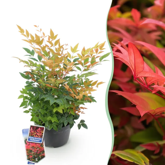 green-guardia-nandina-gulfstream-strauch-17cm-immergr-n image 1