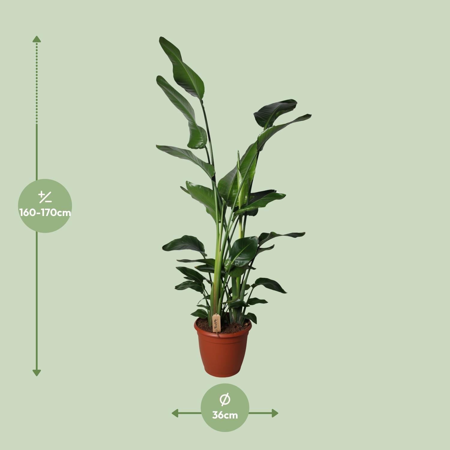green-guardia-unsere-pflanzen-strelitzia-nicolai-zimmerpflanze-60cm-pflegeleicht image 4