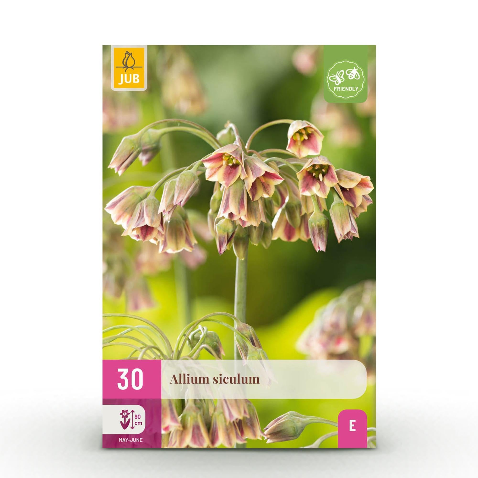 green-guardia-unsere-pflanzen-allium-siculum-30-zwiebeln-rosa image 1