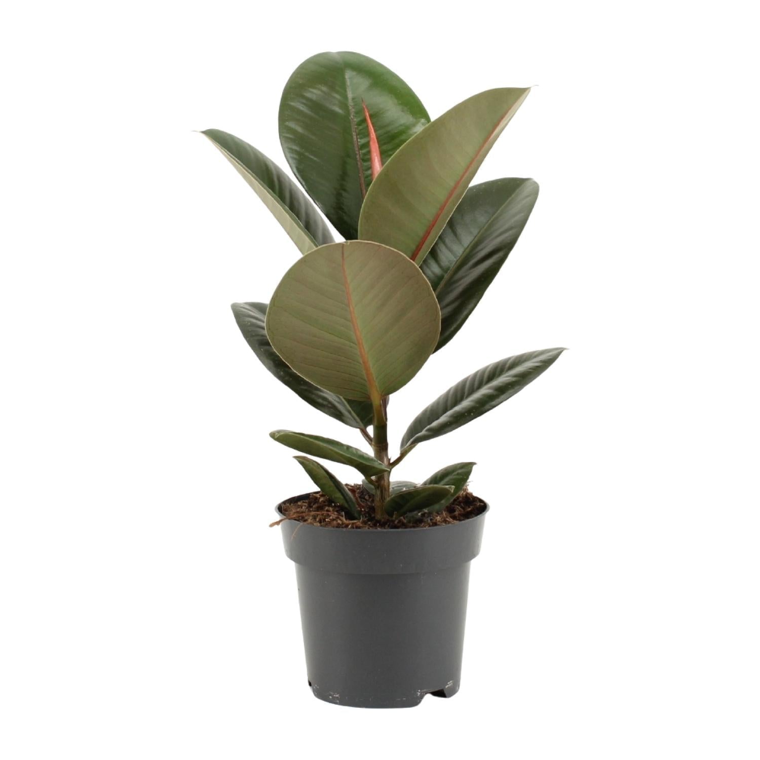 green-guardia-unsere-pflanzen-ficus-elastica-robusta-gummibaum-55cm image 1