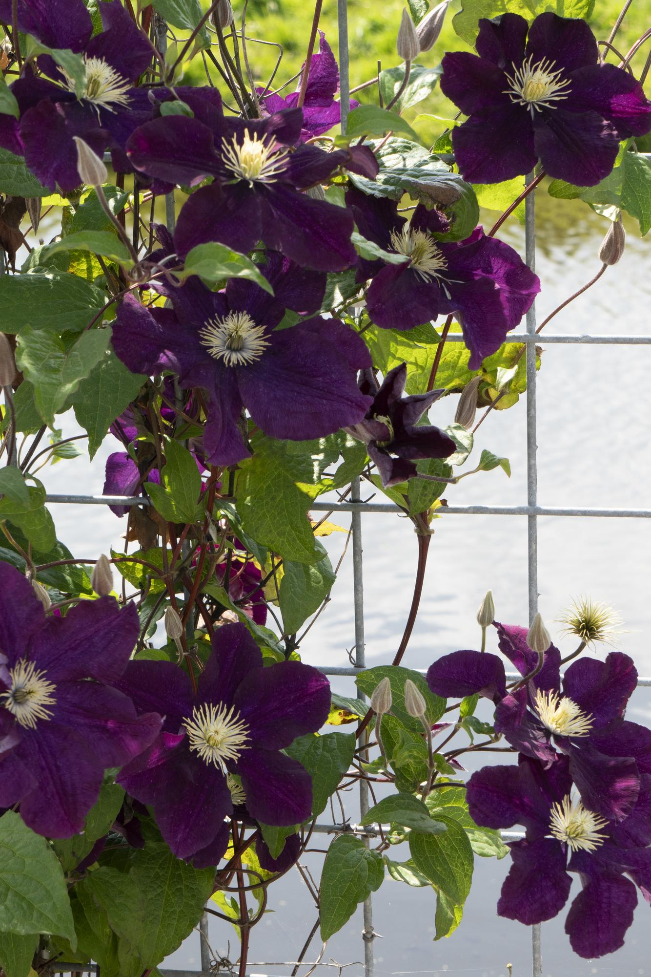 green-guardia-clematis-warszawska-nike-kletterpflanze-3-pflanzen image 2