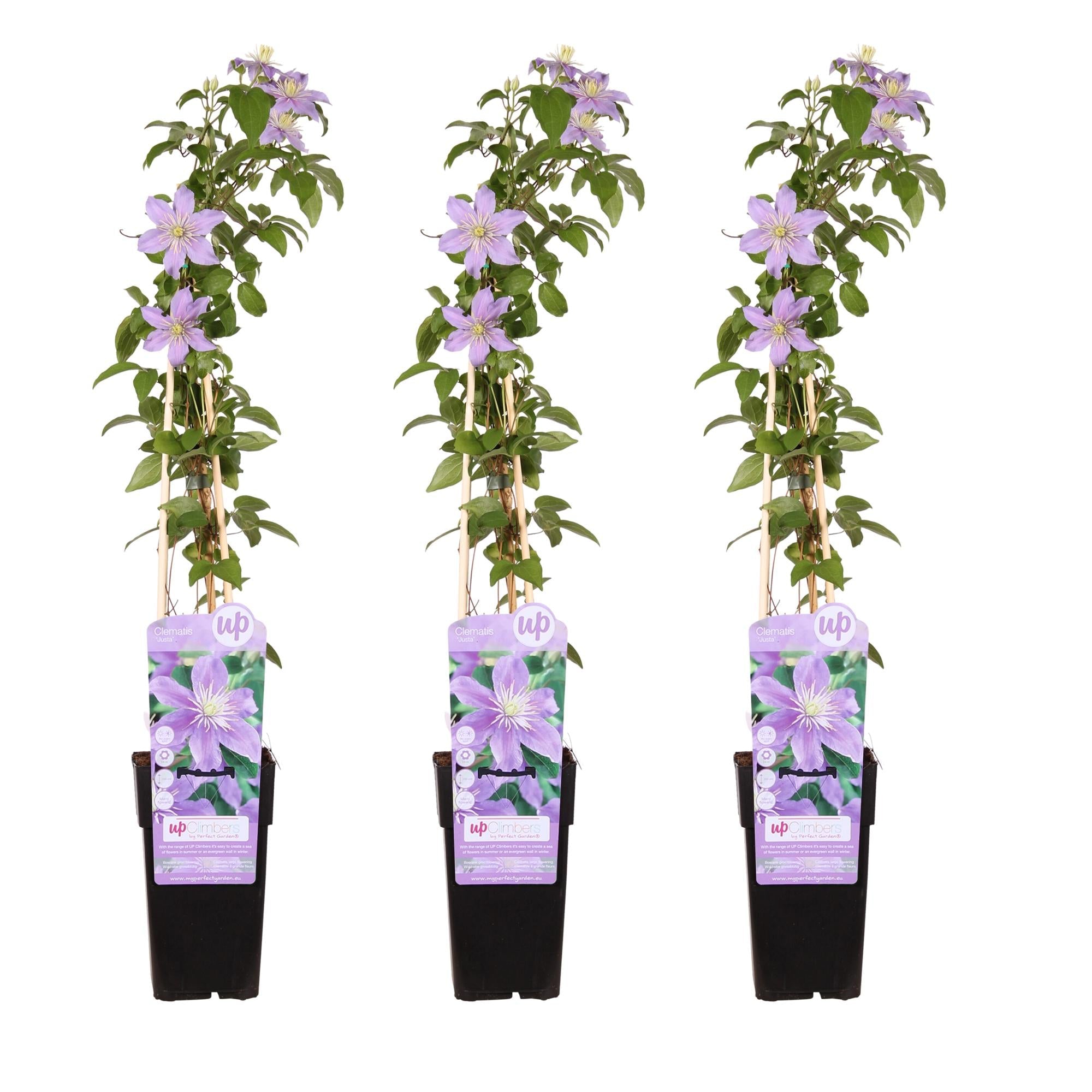 green-guardia-clematis-justa-kletterpflanze-zartviolett image 4