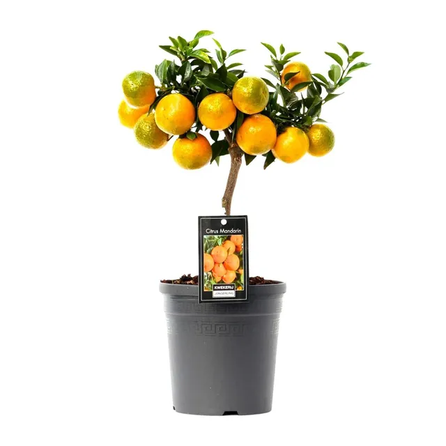 green-guardia-citrus-mandarin-16cm-topf-45cm-hoch image 1