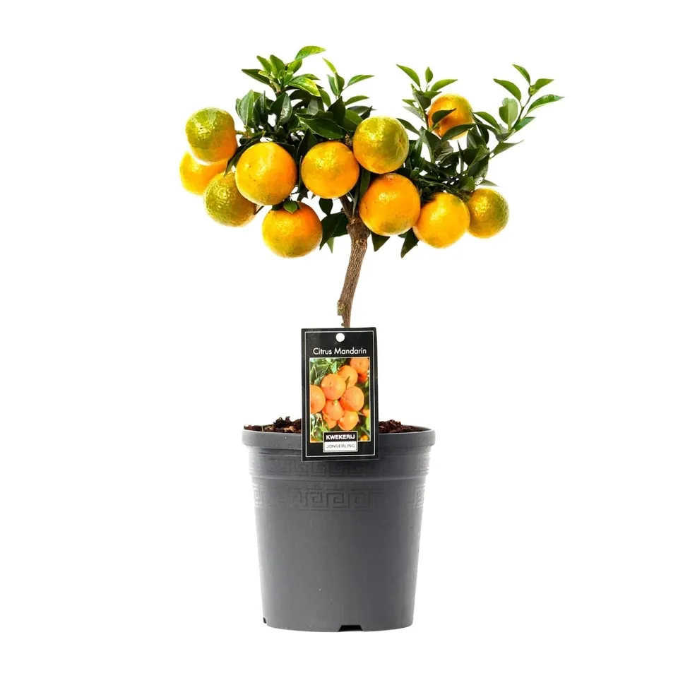 green-guardia-citrus-mandarin-16cm-topf-45cm-hoch image 1