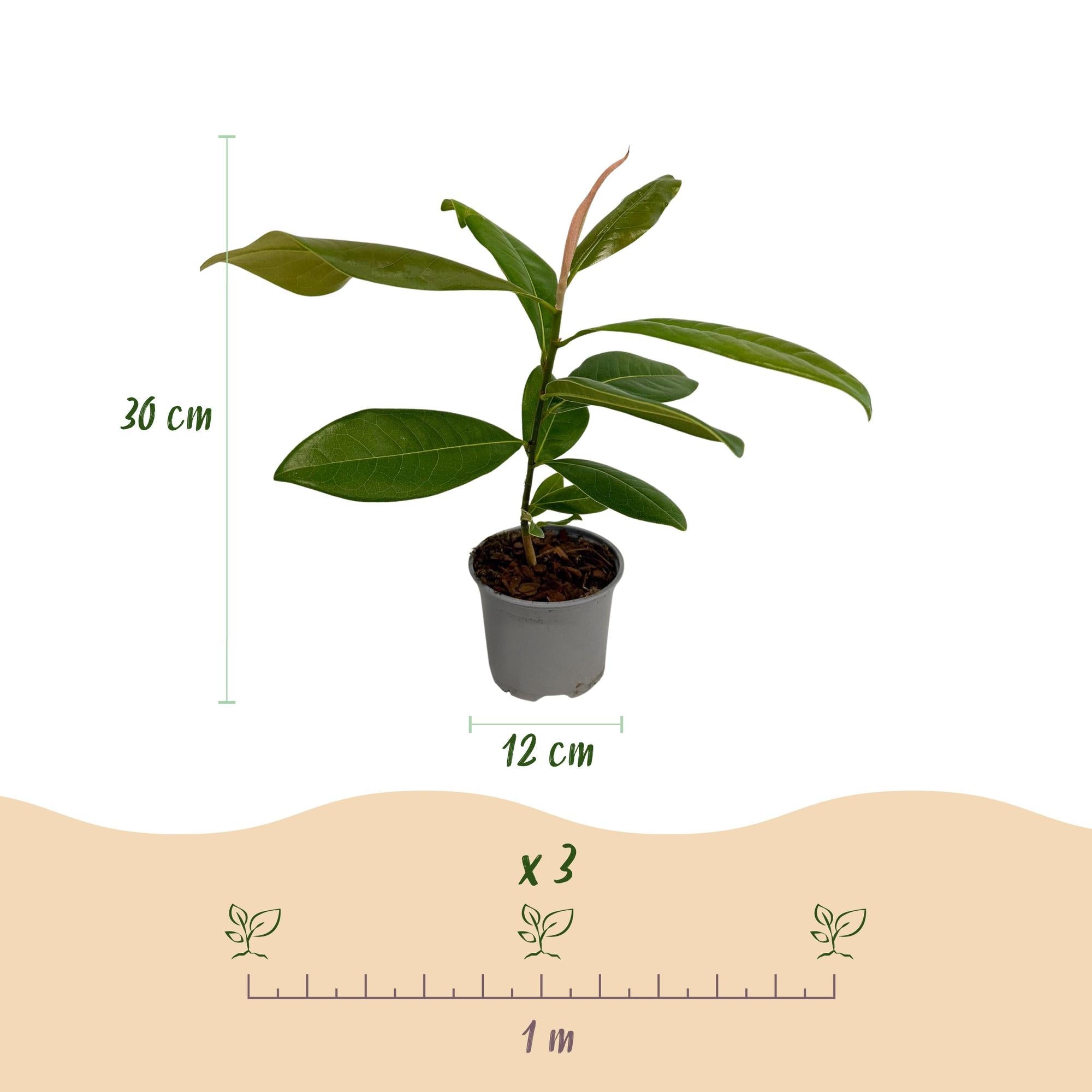 green-guardia-magnolia-grandiflora-zierstrauch-wei-30-cm image 2