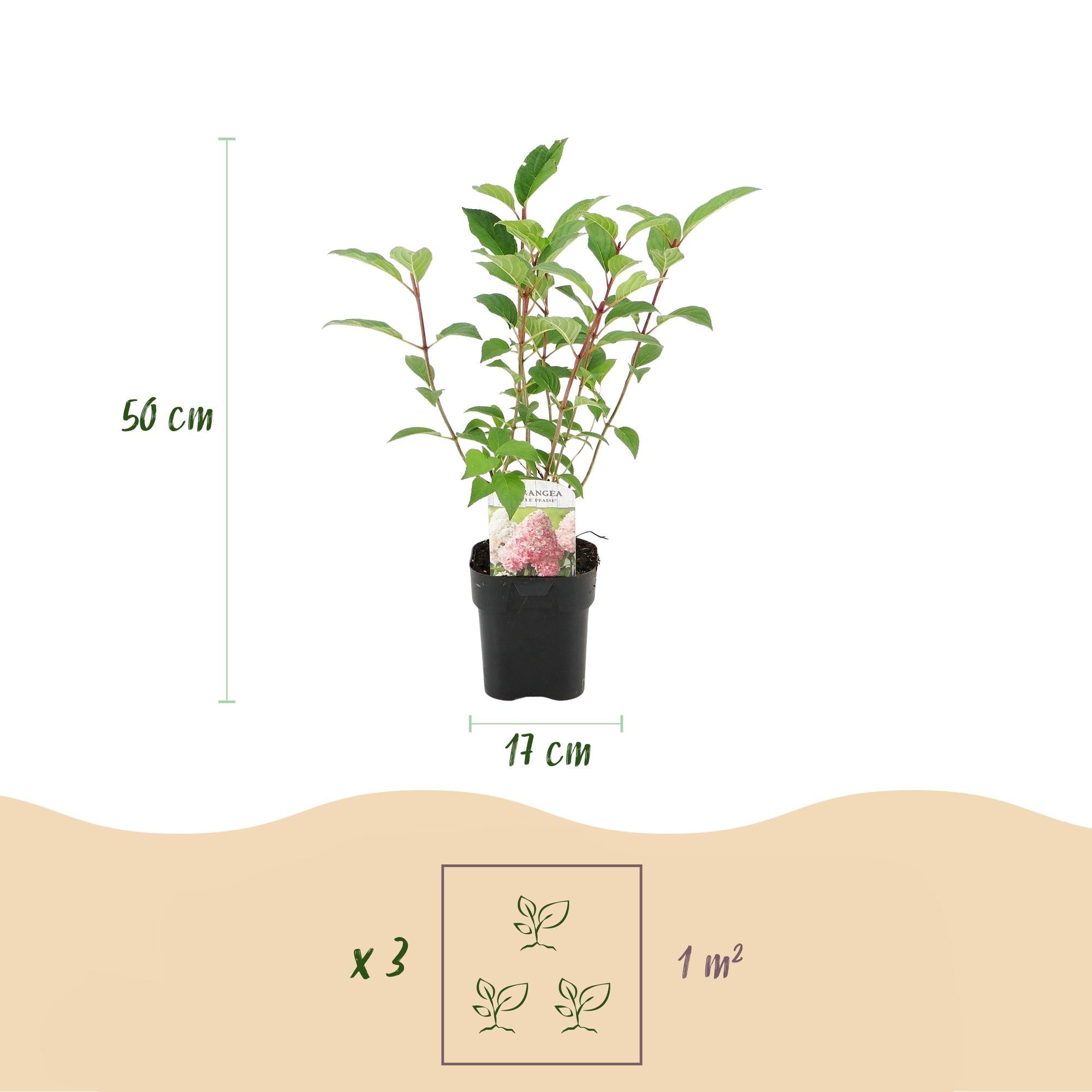green-guardia-vanille-fraise-rispenhortensie-1-pflanze-50-cm image 3
