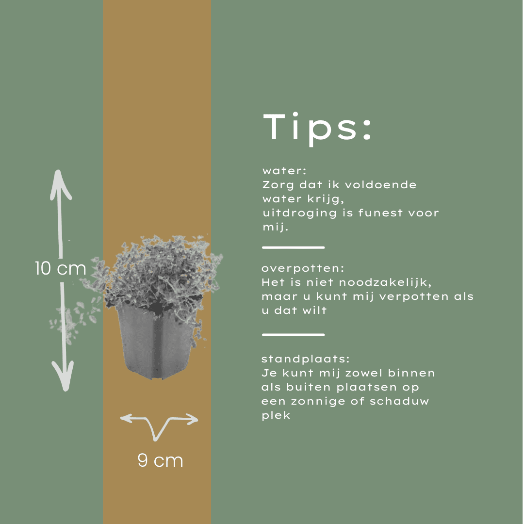 green-guardia-unsere-pflanzen-sand-thymian-thymianpflanze-6x-9-cm-topf image 3