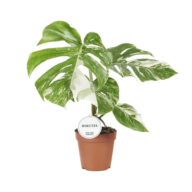 green-guardia-monstera-deliciosa-variegata-15cm-topf-45cm image 1