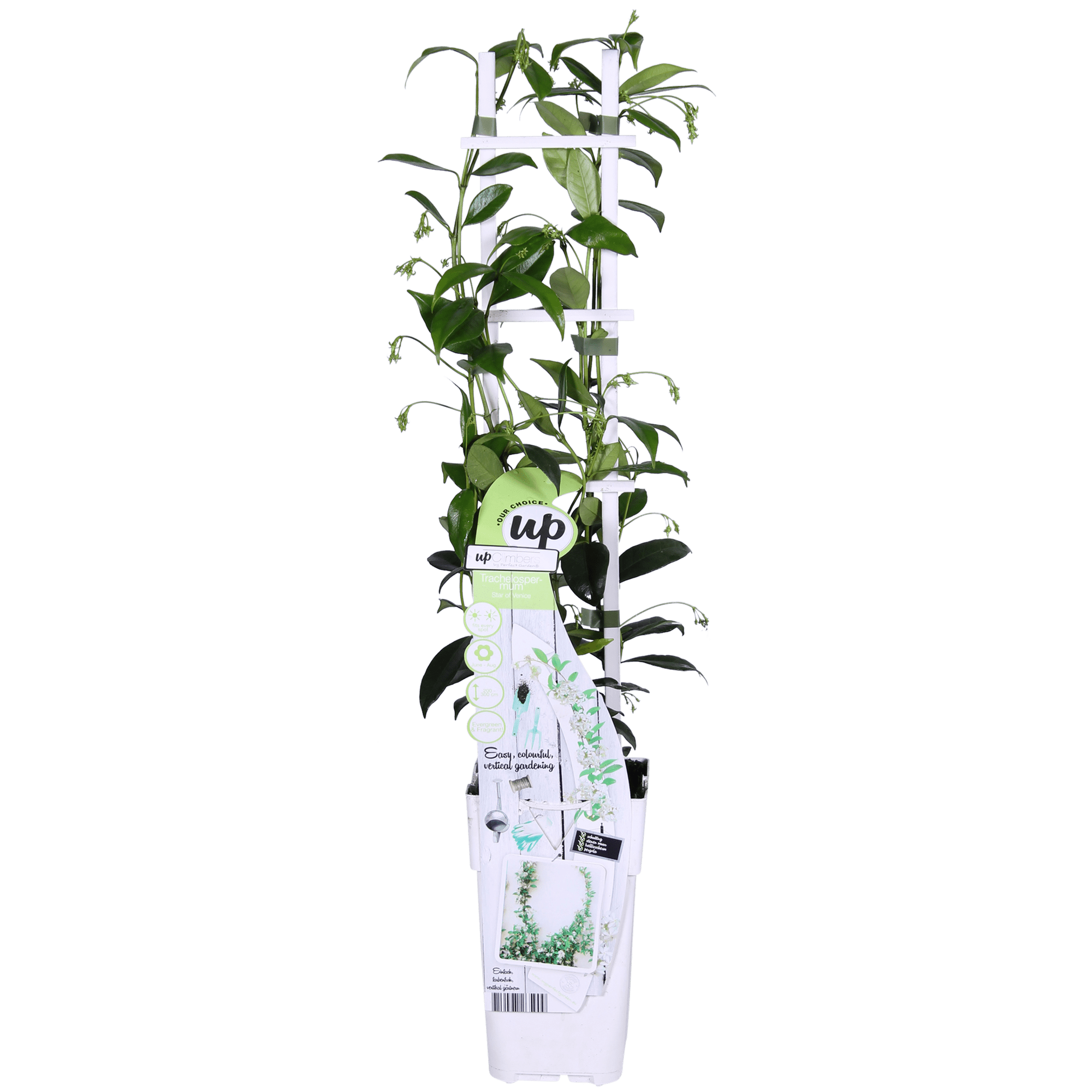green-guardia-star-of-venice-jasmin-65-cm-15-cm-topf-wei image 7