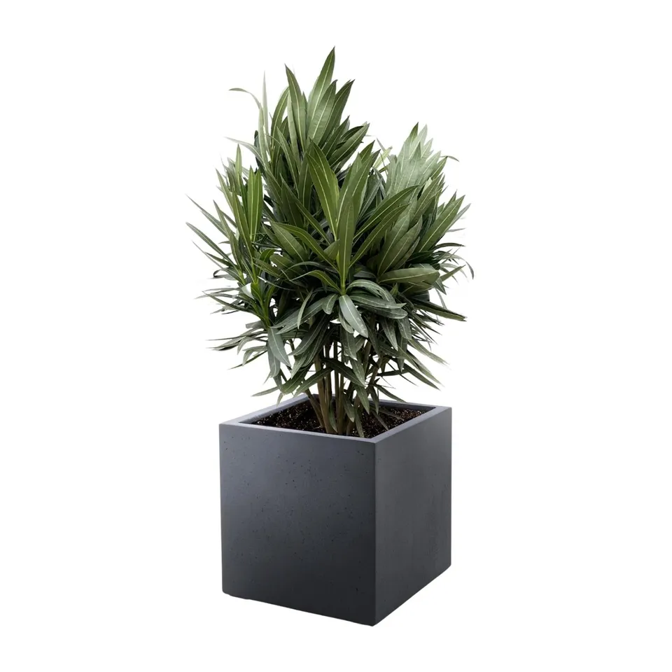 green-guardia-unsere-pflanzen-oleander-nerium-70-cm image 1