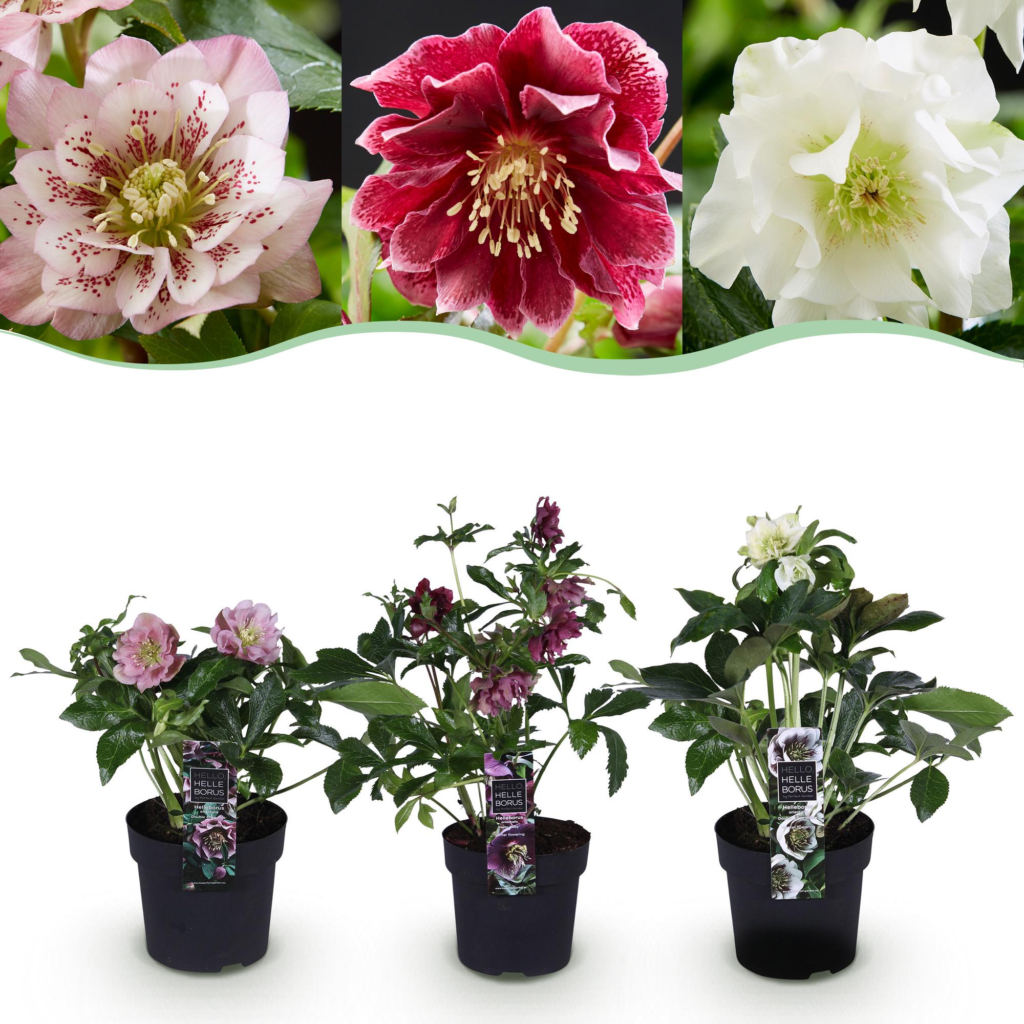 green-guardia-helleborus-double-tricolour-3-pflanzen image 1