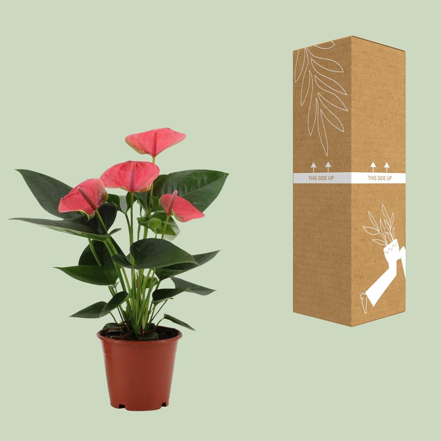 green-guardia-unsere-pflanzen-anthurium-red-champion-flamingoblume-65cm image 3