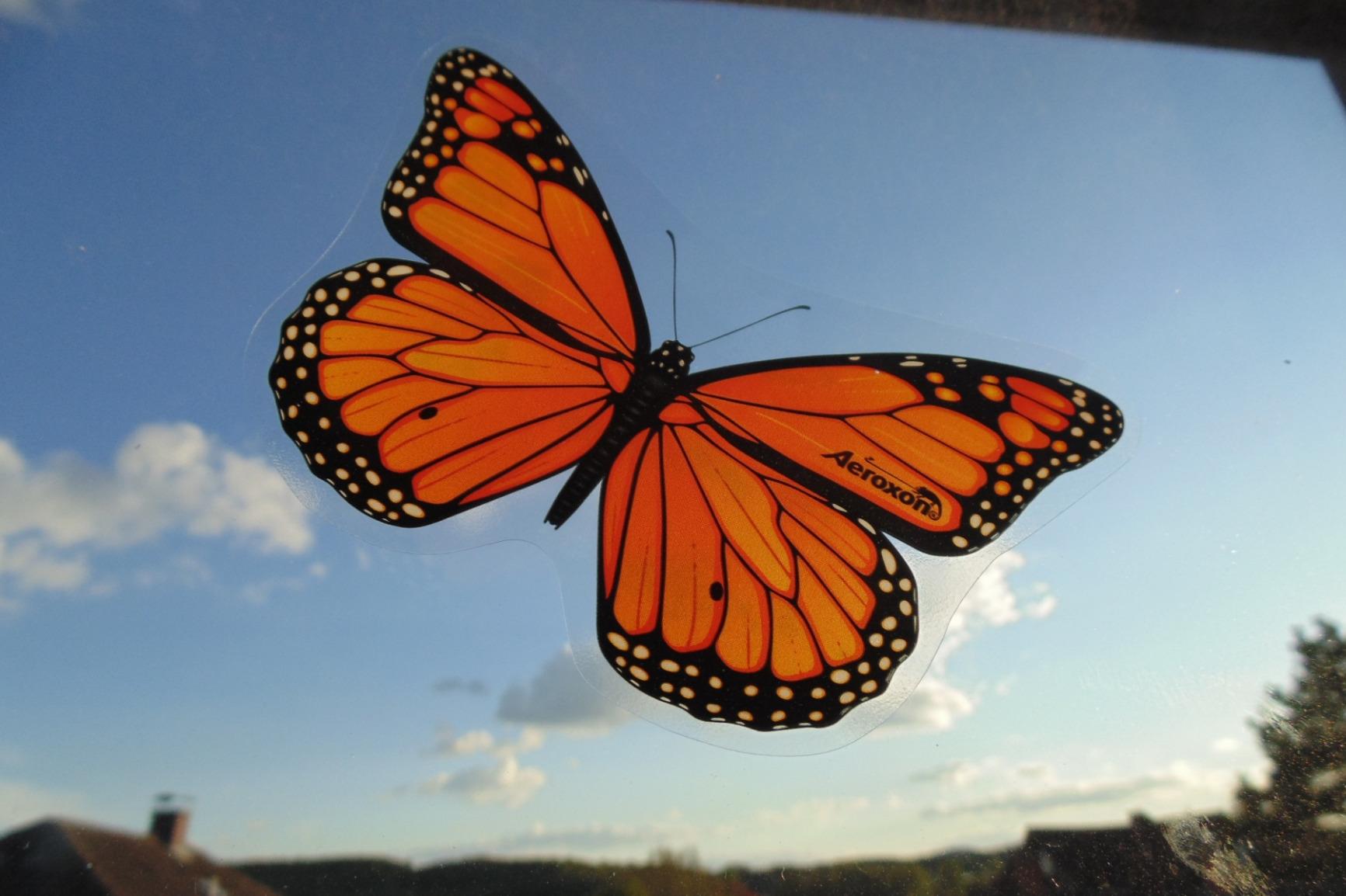 Sieht nett am Fenster aus