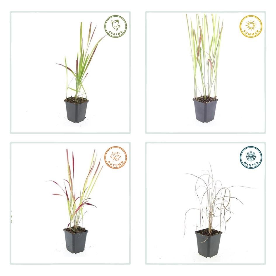 green-guardia-unsere-pflanzen-blutgras-red-baron-6x-rot-9-cm-topf image 3