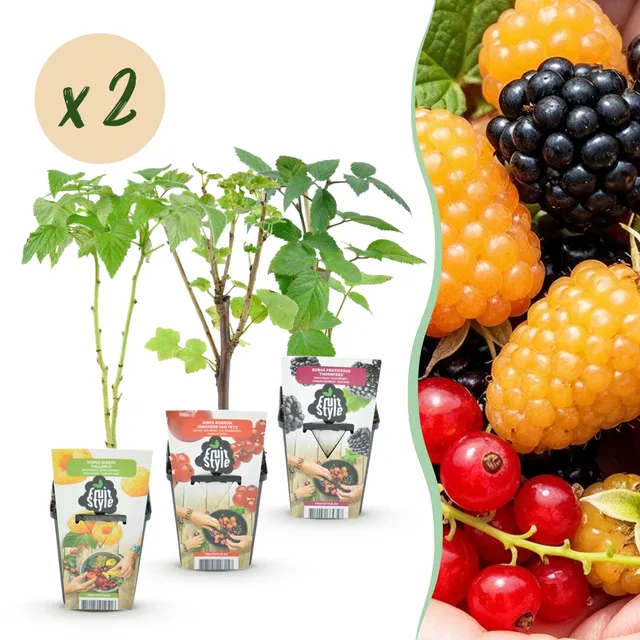 green-guardia-beerenmix-tricolour-beerenpflanzen-6-st-ck-winterhart image 1