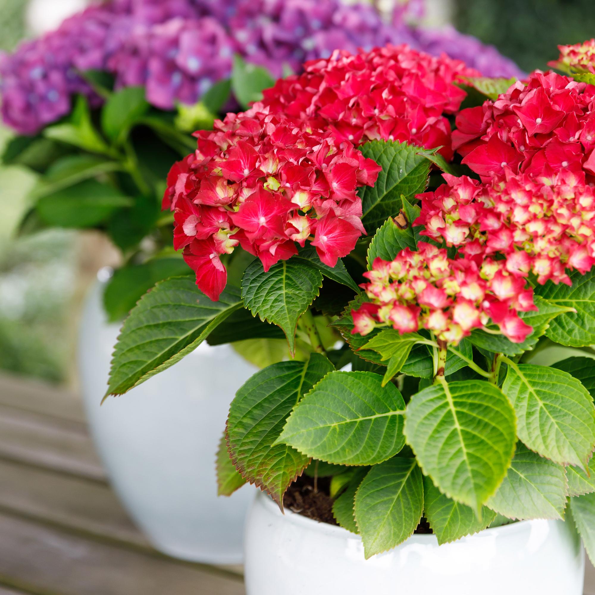 green-guardia-forever-ever-rote-hortensie-balkonpflanze-23cm image 4