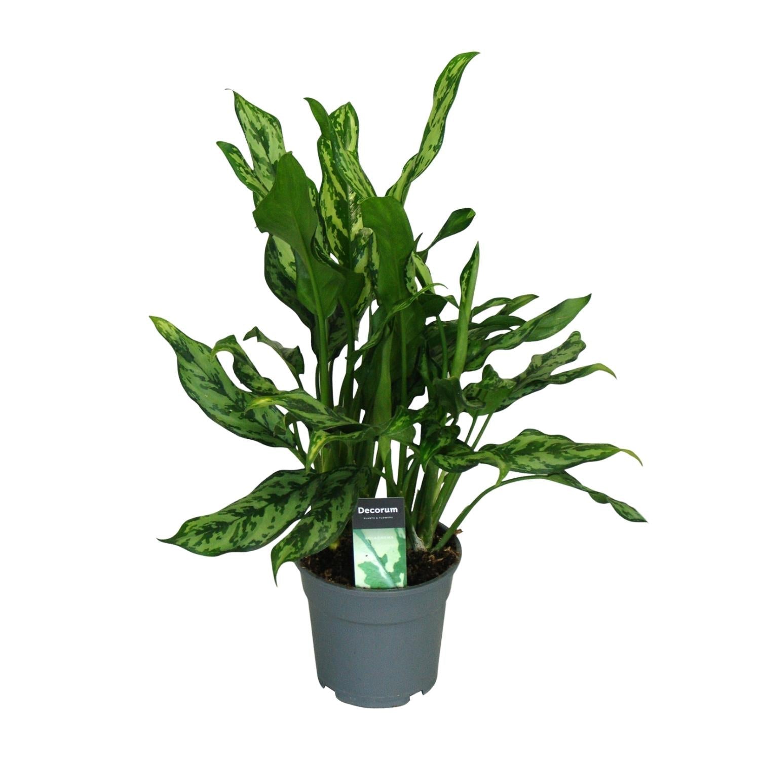 green-guardia-aglaonema-white-joy-kolbenfaden-35-cm-12-cm-topf image 3