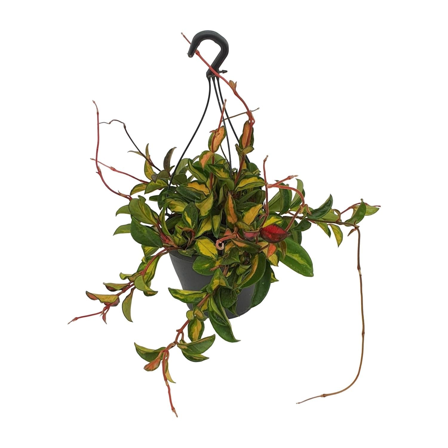 green-guardia-unsere-pflanzen-tricolor-hoya-carnosa-wachsblume-19-cm image 1