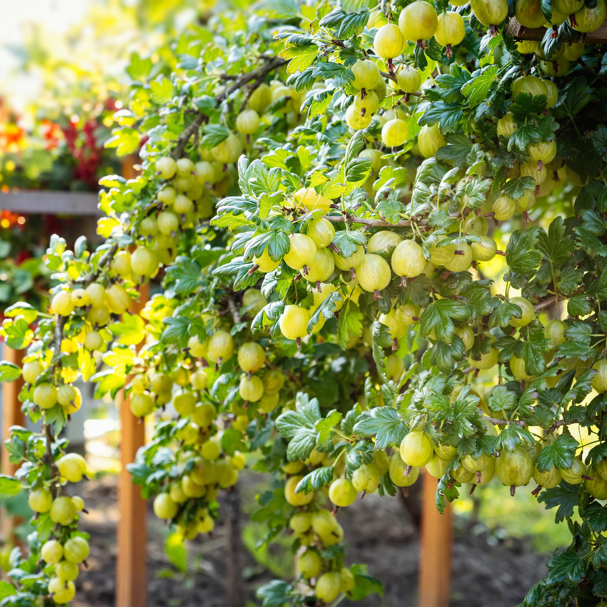 green-guardia-stachelbeere-invicta-obstpflanze-2-pfl-11cm-topf image 4