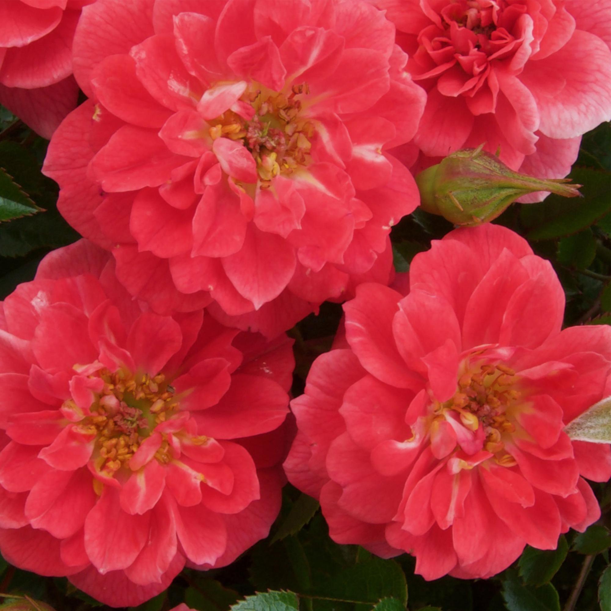 green-guardia-rosa-salmon-queen-kletterrose-2x-11cm image 4