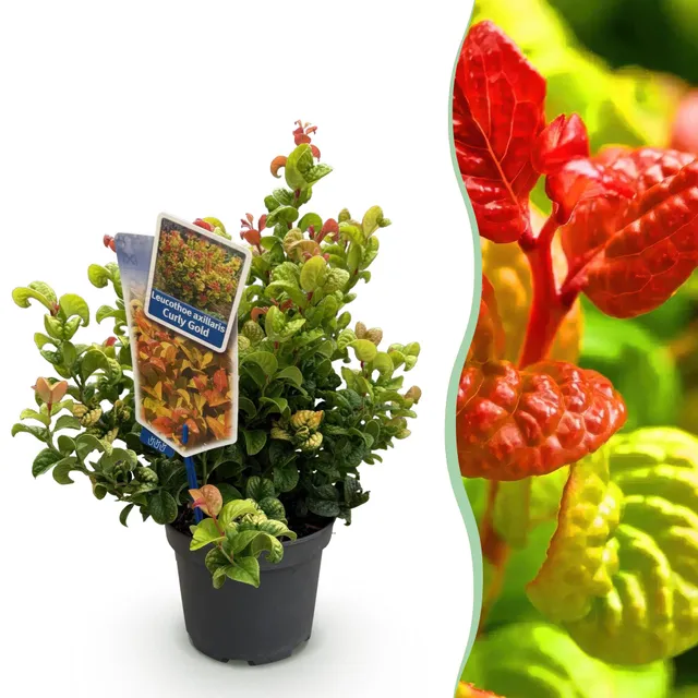 green-guardia-leucothoe-curly-gold-zierstrauch-17-cm-topf-1-pflanze image 1