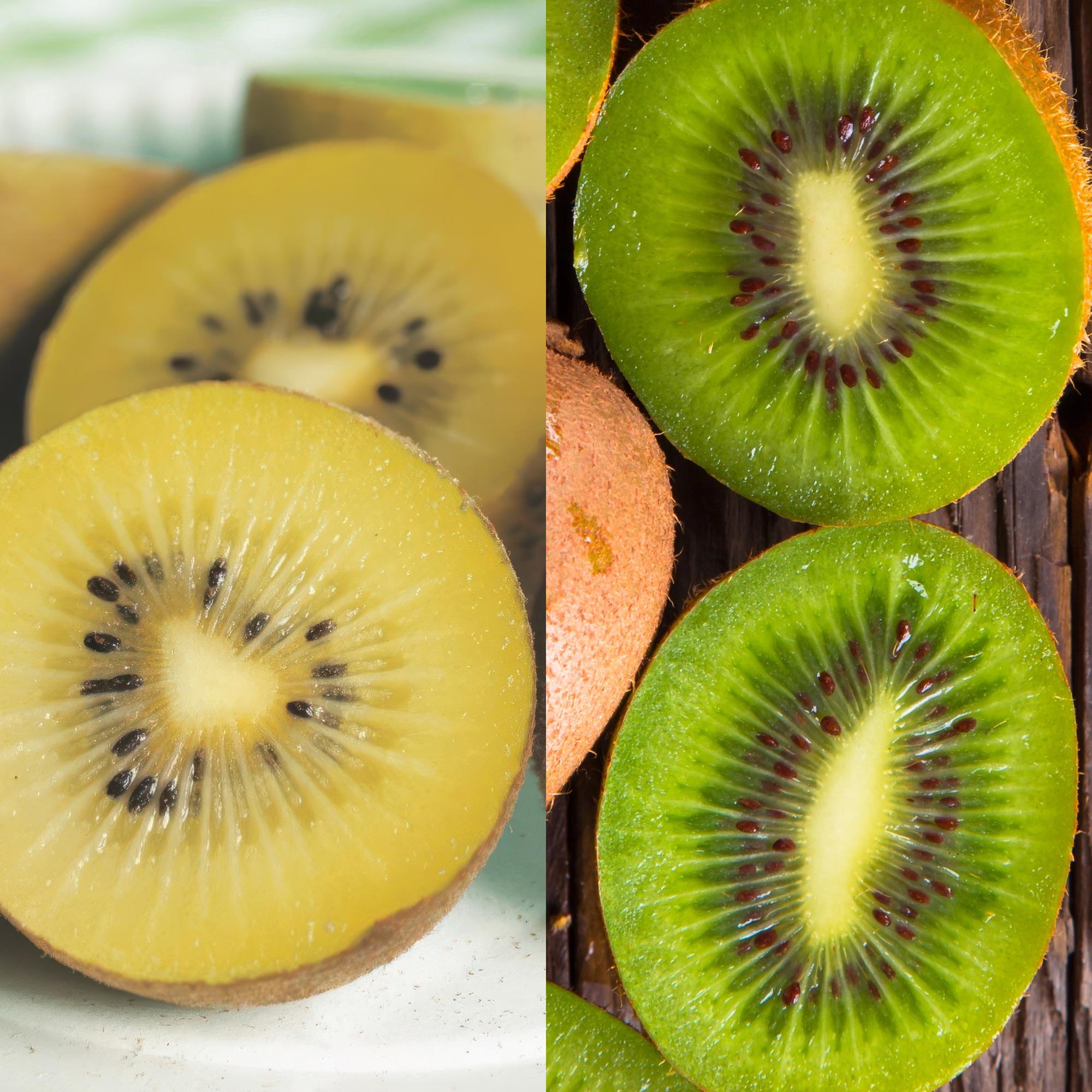 green-guardia-kiwi-jenny-gold-2er-set-15-cm-topf-obstpflanze image 3