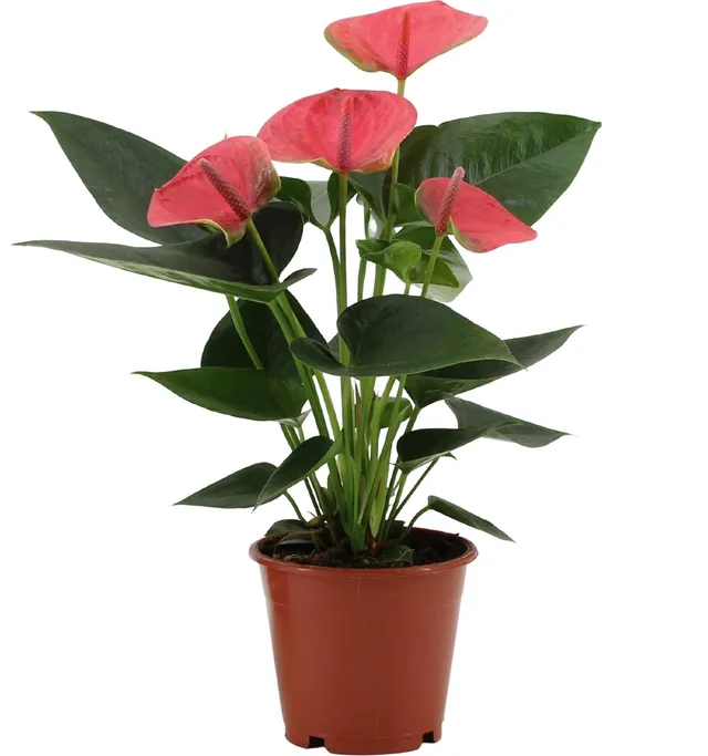green-guardia-unsere-pflanzen-anthurium-red-champion-flamingoblume-65cm image 1