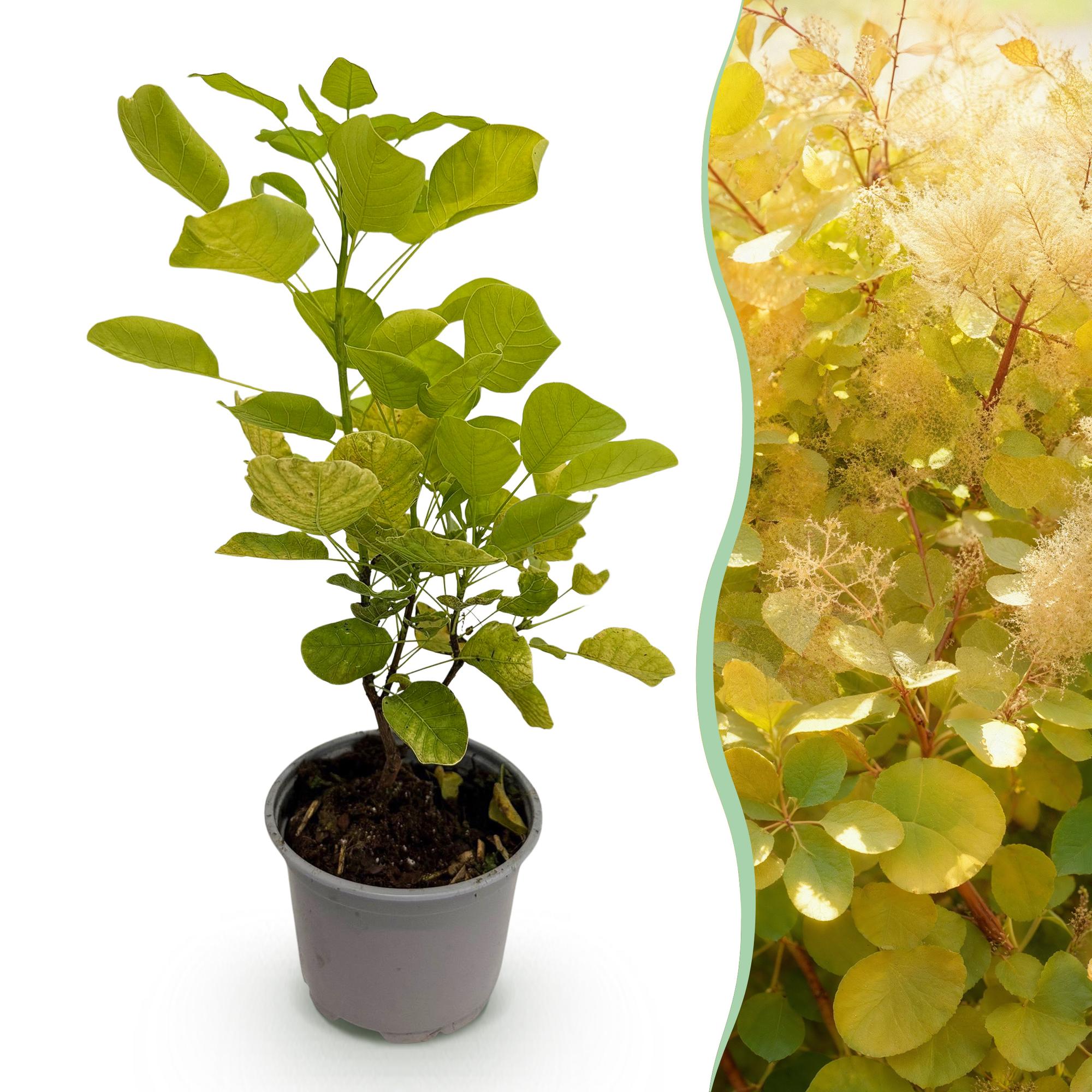 green-guardia-cotinus-golden-spirit-strauch-12cm-topf image 1