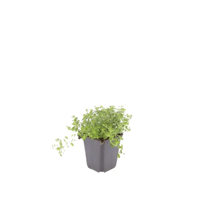 green-guardia-unsere-pflanzen-sand-thymian-thymianpflanze-6x-9-cm-topf image 1