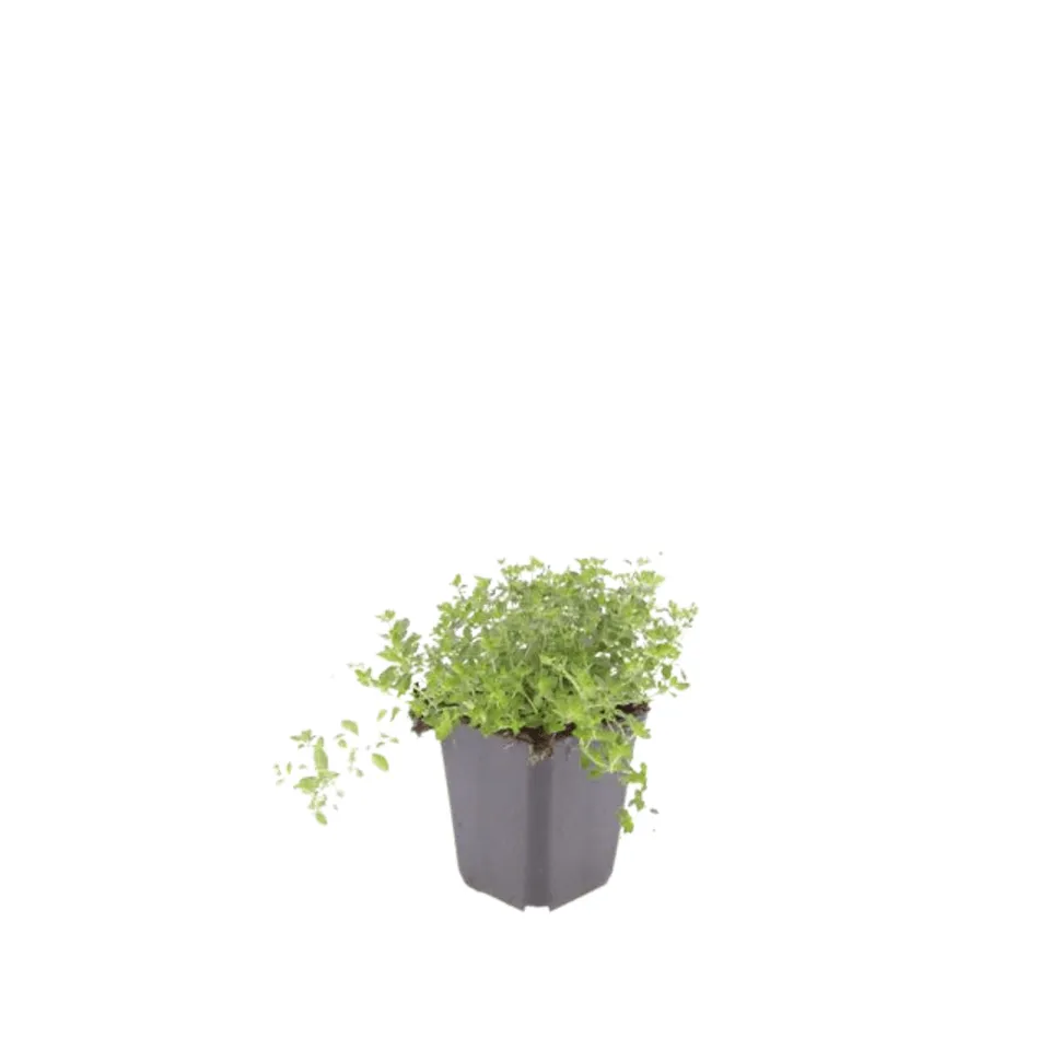 green-guardia-unsere-pflanzen-sand-thymian-thymianpflanze-6x-9-cm-topf image 1