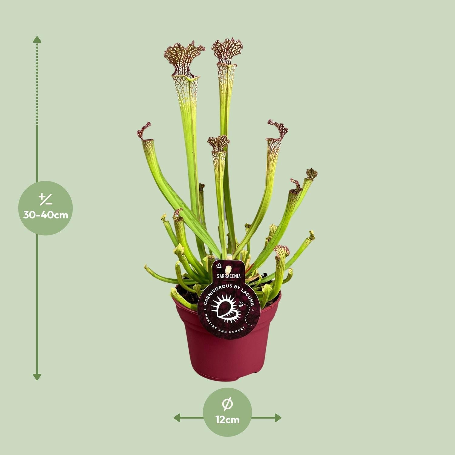green-guardia-sarracenia-psittacina-schlauchpflanze-12cm-fleischfressend image 4