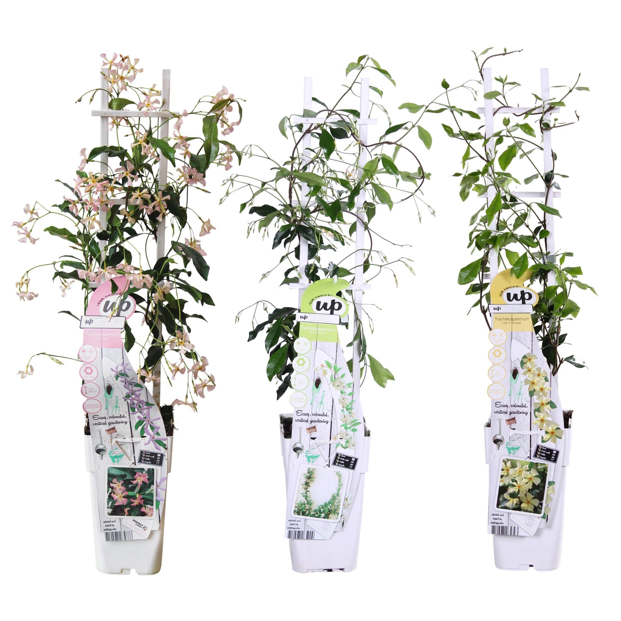 green-guardia-trachelospermum-sternjasmin-kletterpflanze-3er-set image 1