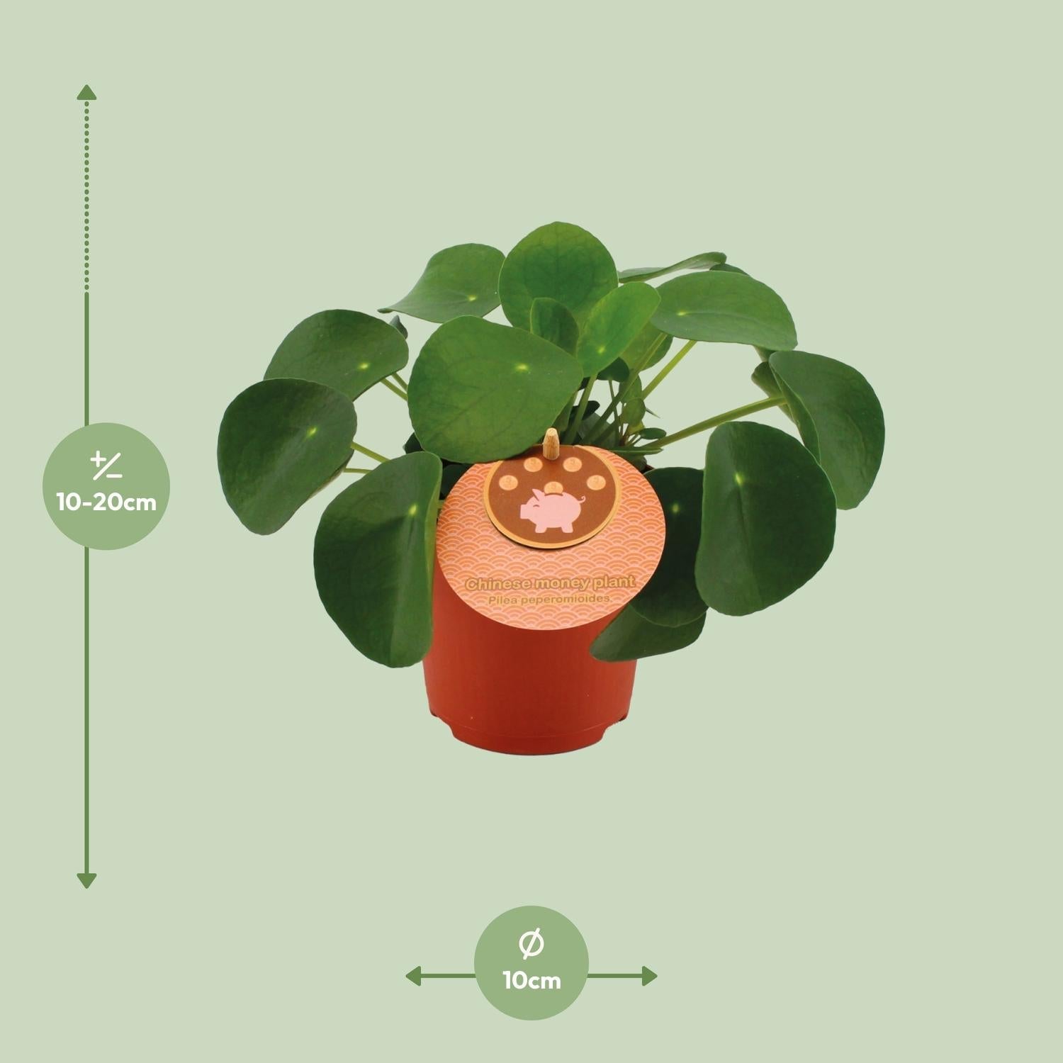 green-guardia-pilea-peperomioides-geldbaum-30-cm image 4