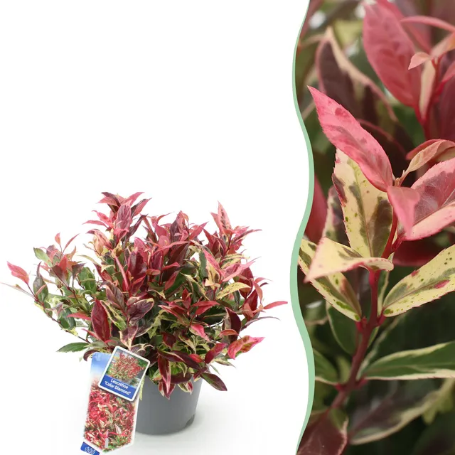 green-guardia-unsere-pflanzen-leucothoe-colour-diamond-strauch-17cm-topf image 1